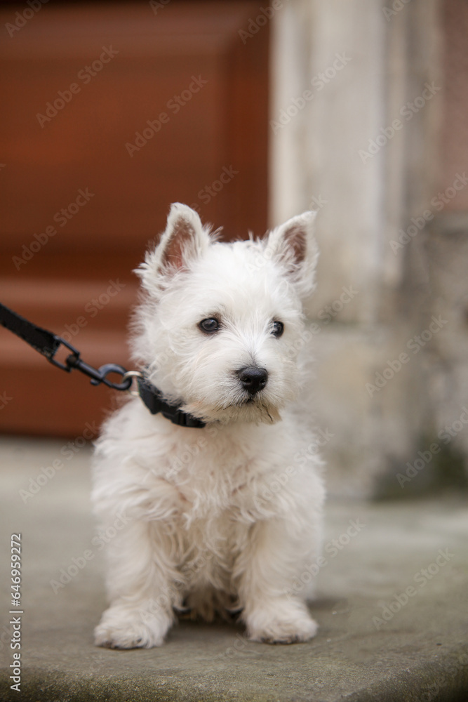 White West Highland Terrier Puppy is sitting. High quality photo White West Highland Terrier Puppy is sitting. High quality photo