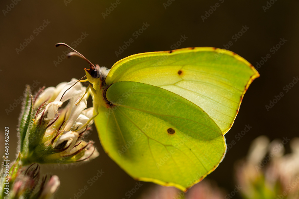 Cleopatra butterfly sitting on white flower Cleopatra butterfly sitting on white flower