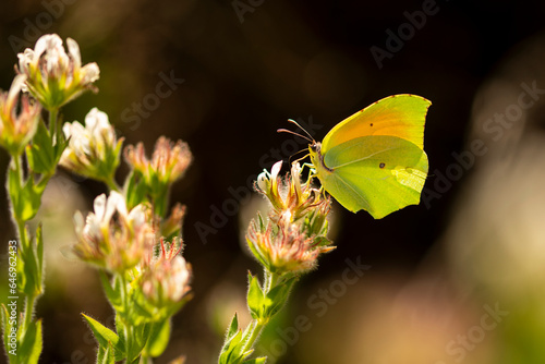 Cleopatra butterfly sitting on white flower photo