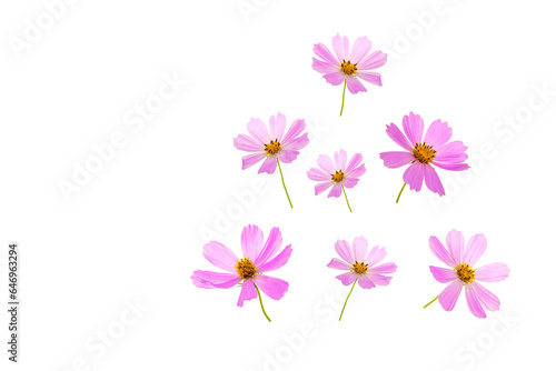 Christmas tree from flowers on a white background. Pink cosmos flowers in the shape of an abstract Christmas tree. Flat lay. Creative layout.