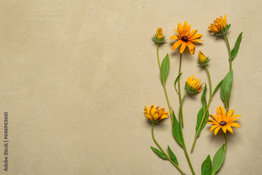 Flower composition. Yellow rudbeckia flowers on a beige background. Top view, flat lay,