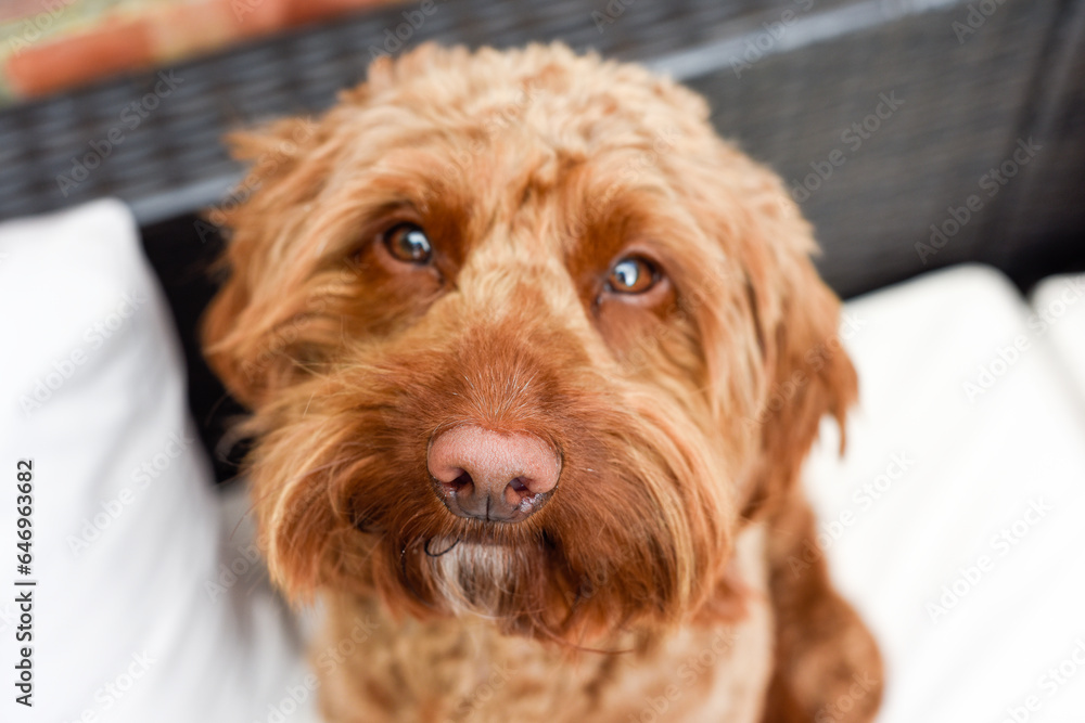 Fototapeta premium Cute dog looking at camera while sitting outside