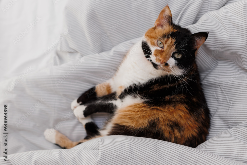 A tricolor cat lies in a white bed in a bedroom