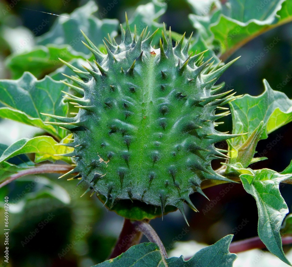 Stramonium is a species of angiosperm plant of the genus Datura, of the Solanaceae family. Stramonium is a species of angiosperm plant of the genus Datura, of the Solanaceae family.