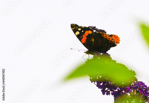 Butterfly Vanessa Atalanta separated on flower in front of a light background.