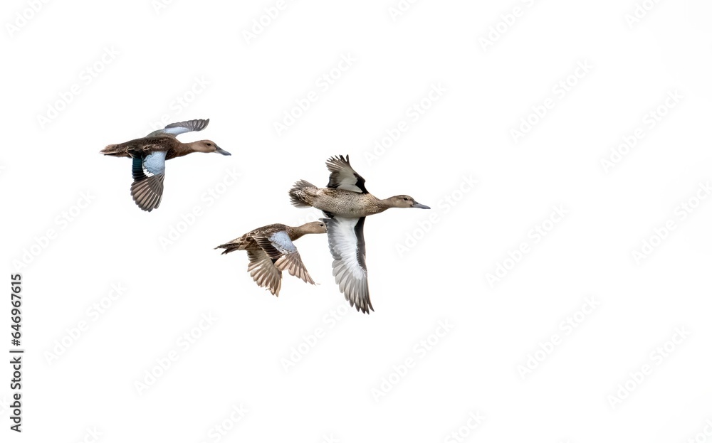 Fototapeta premium Cinnamon teal ducks in flight against a white sky