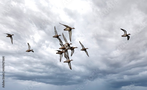 Cinnamon teal ducks in a flock against a cloudy thunderstorm sky.  