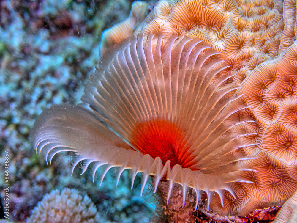 Sabellidae,feather duster worms,Split-crowned feather duster worm Sabellidae,feather duster worms,Split-crowned feather duster worm