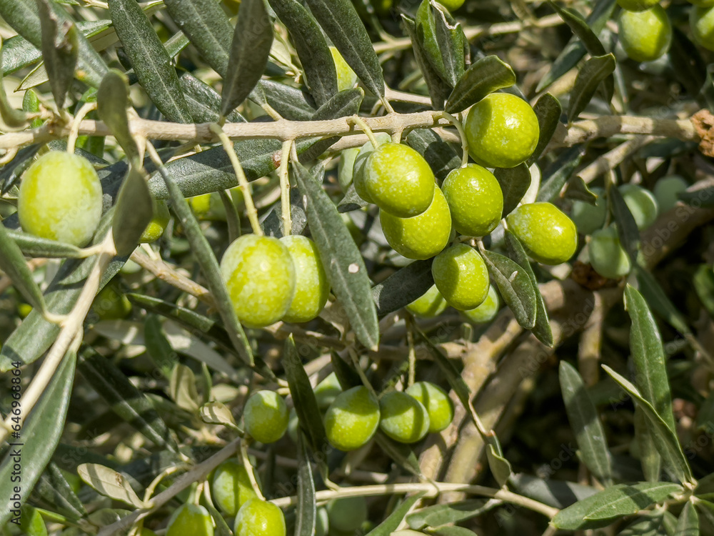 green olives on the olive tree , tree branch full of green olives with green leaves green olives on the olive tree , tree branch full of green olives with green leaves