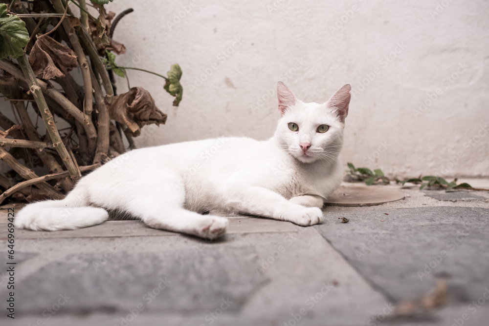A white cat lies on the ground. A white cat lies on the ground.
