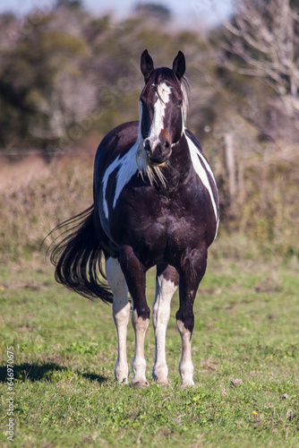 Portrait of a beautiful paint tobiano or overo quarter horse. photo