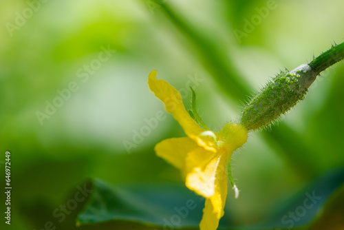 Small green growing cucumber fruit in the vegetable garden. Gherkin with a flower on a blurred background, close-up, Selective focus.