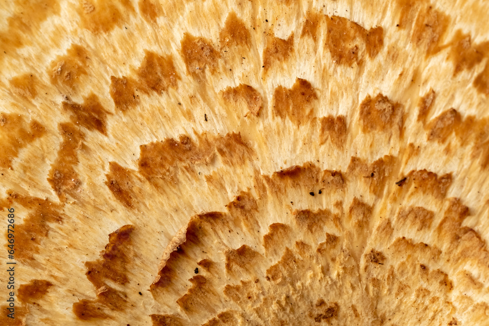 Cap of a wild mushroom close-up. Abstract macro background. Full frame Cap of a wild mushroom close-up. Abstract macro background. Full frame
