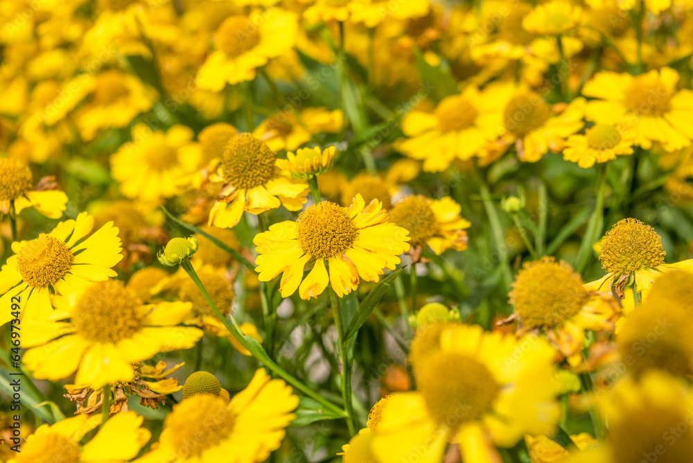 Selective focus full frame of yellow blooming helenium flowers. Focus on the middle part of the photo. Selective focus full frame of yellow blooming helenium flowers. Focus on the middle part of the photo.