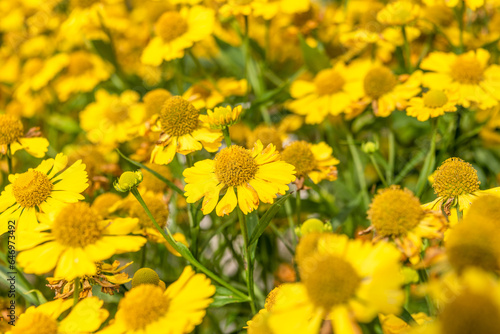Selective focus full frame of yellow blooming helenium flowers. Focus on the middle part of the photo.