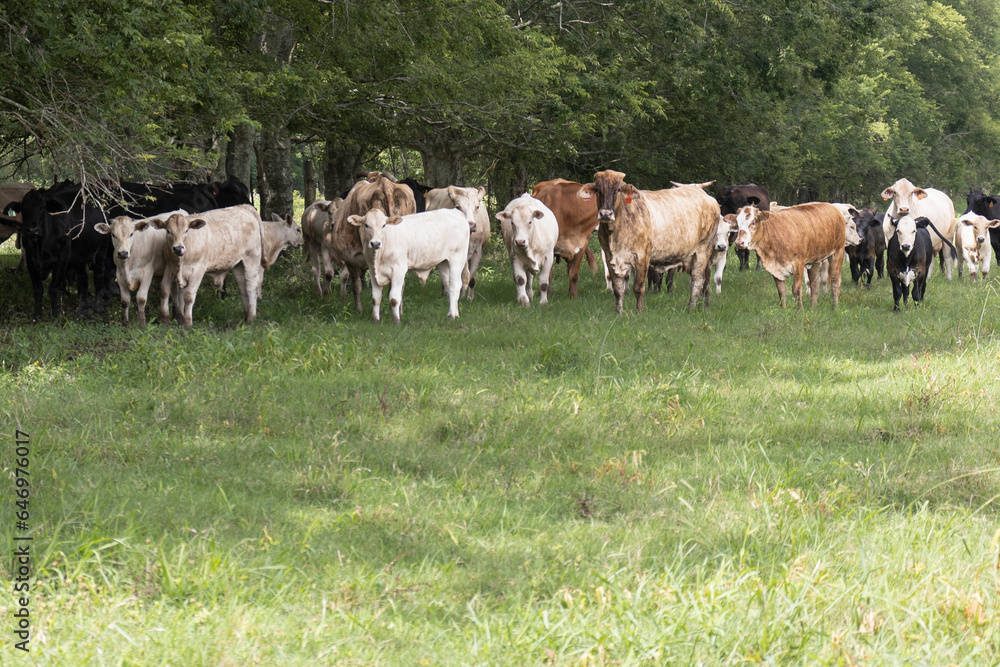 Cows or cattle grazing in an autumn pasture. Cows or cattle grazing in an autumn pasture.