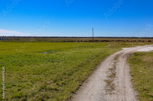 Gravel road leading through a picturesque cattle farm.