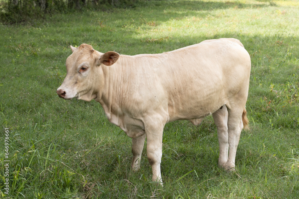 Cows or cattle grazing in an autumn pasture. Cows or cattle grazing in an autumn pasture.