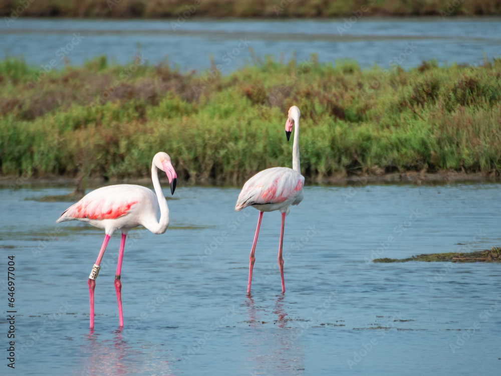 Obraz premium Two pink flamingos banded in the water