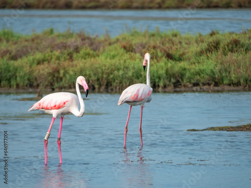Two pink flamingos banded in the water
