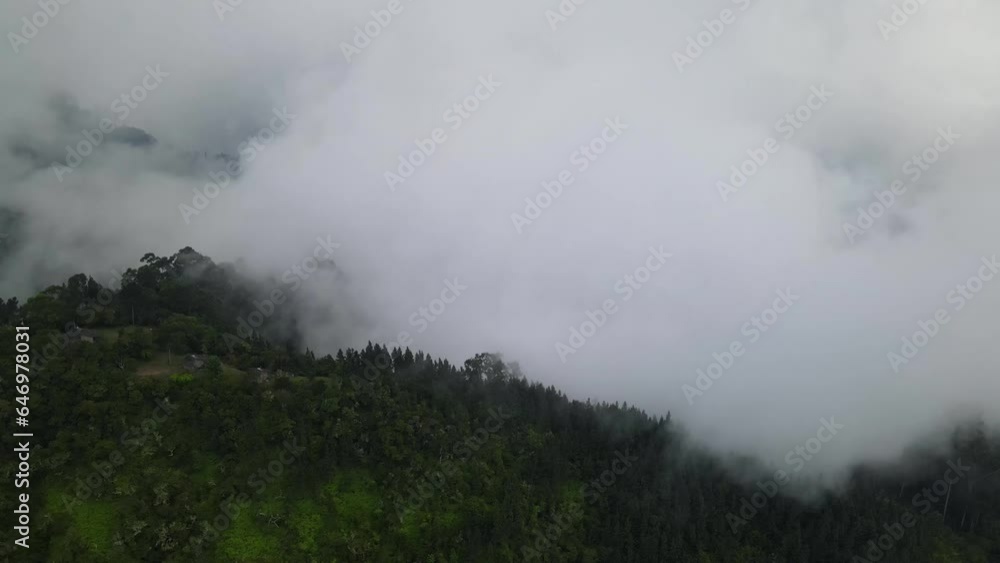 Scenic mountain view of fog and pine trees Scenic mountain view of fog and pine trees