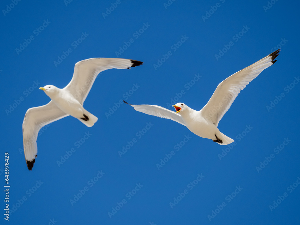 Obraz premium Pair of black-legged kittiwakes in flight against a clear blue sky