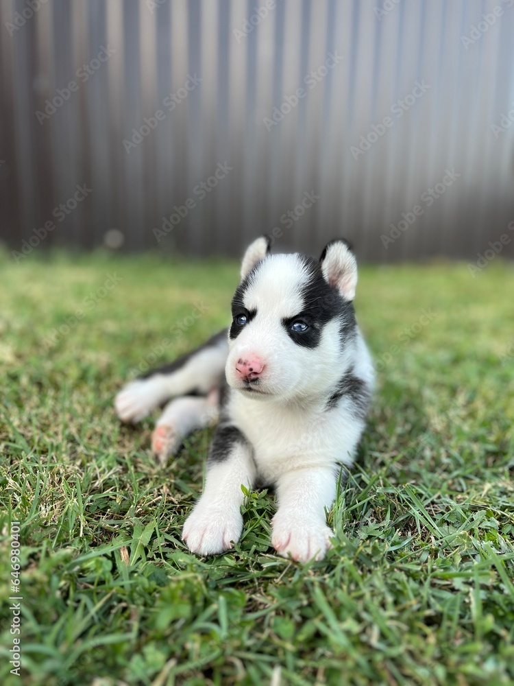 Cute black and white husky puppy with blue eyes isolated on a blurred background Cute black and white husky puppy with blue eyes isolated on a blurred background