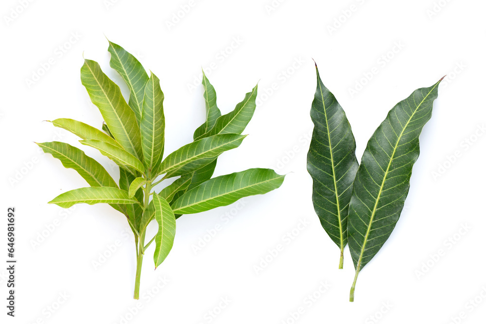 Obraz premium Mango leaves on white background.