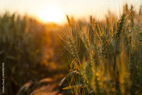 field of ripe wheat at sunrise or sunset, agro company concept