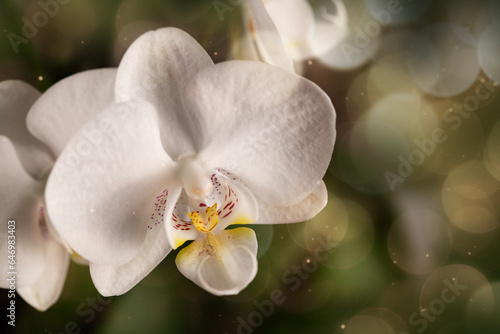 White orchid flower photo