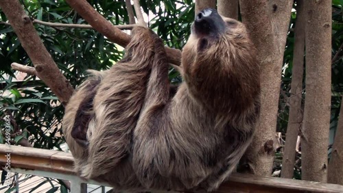 Linnaeus's two-toed sloth (Choloepus didactylus) in a tropical house in captivity photo