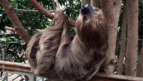 Linnaeus's two-toed sloth (Choloepus didactylus) in a tropical house in captivity