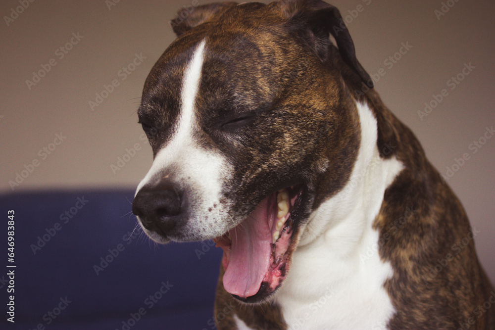 Funny dog German boxer yawning with wide open mouth. Dog's mouth is open. Big dangerous dog home protector. A cute canine animal is laughing with open mouth indoors. Lovely puppy theme.
