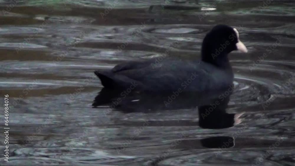 Eurasian coot (Fulica atra) swimming in a lake Eurasian coot (Fulica atra) swimming in a lake