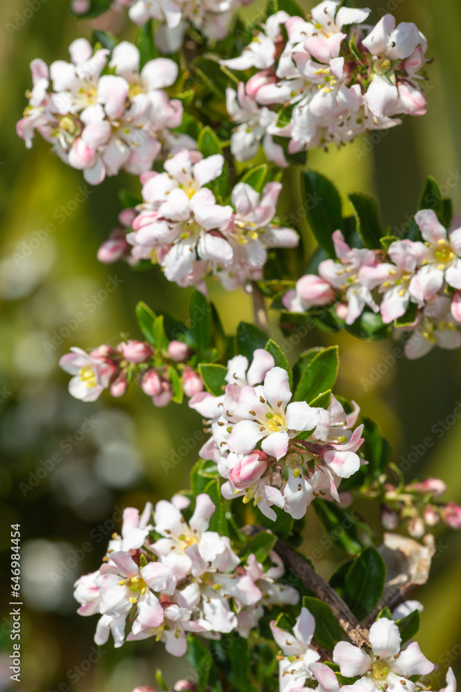 Close up of Escallonia Langleyensis flowers in bloom Close up of Escallonia Langleyensis flowers in bloom
