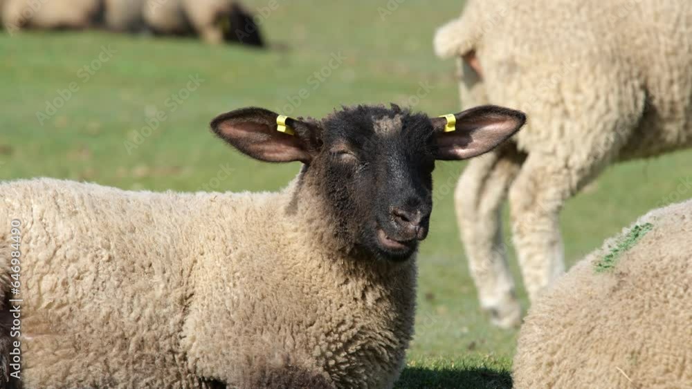 Close up sheep eating fresh grass Mont Saint Michel France Close up sheep eating fresh grass Mont Saint Michel France