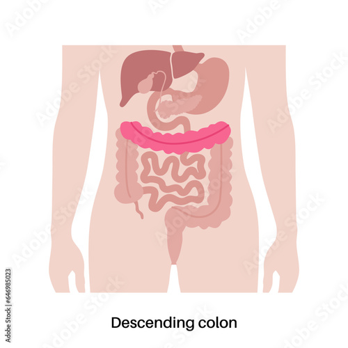 Large intestine anatomy