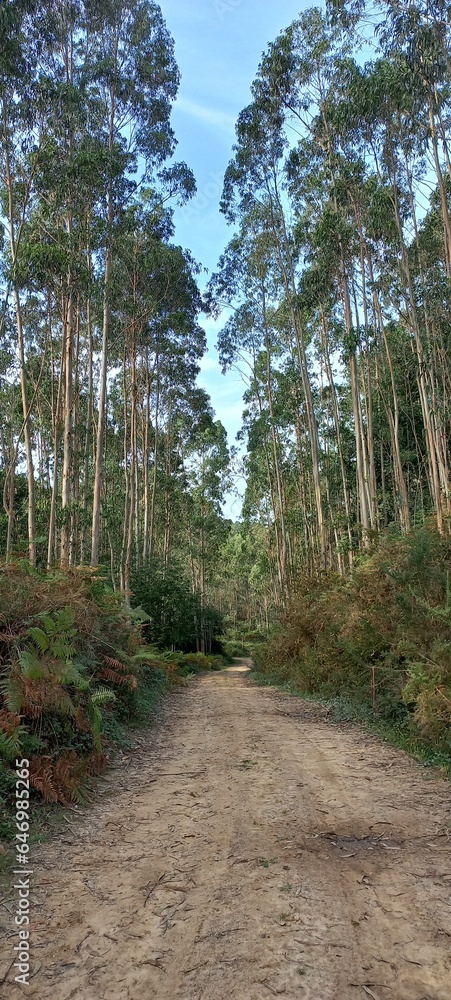 Fototapeta premium footpath in the woods of Ruiloba, Cantabria, Spain