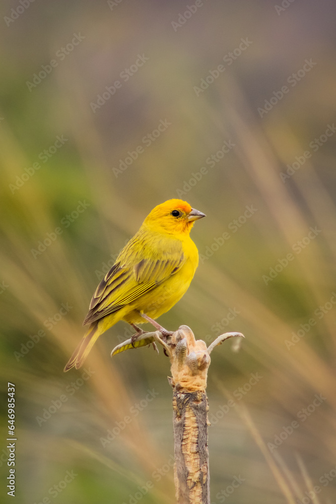 robin on a branch bird