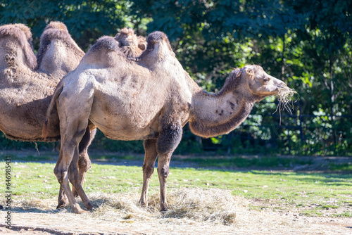African Camel (Camelus dromedarius)