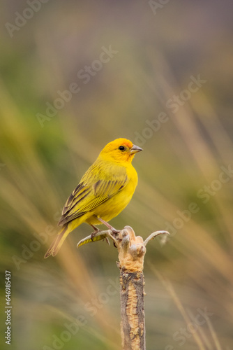 robin on a branch bird