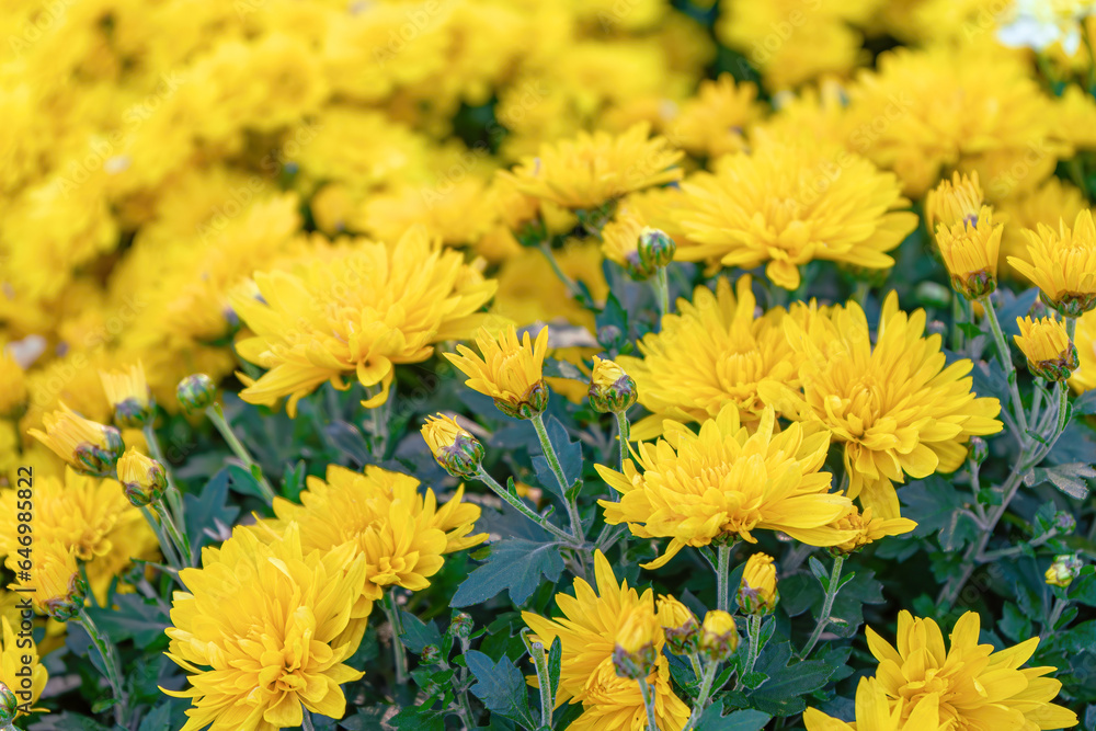 Fresh bright blooming yellow chrysanthemums flowers in autumn garden outside in sunny day. Flower background for greeting card, wallpaper, banner, header. Fresh bright blooming yellow chrysanthemums flowers in autumn garden outside in sunny day. Flower background for greeting card, wallpaper, banner, header.
