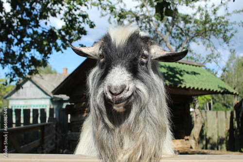 funny animals, goat with long hair and gray horns, smiling and looking at the camera, pets, village life, animal husbandry. Symbol of the Year 2015 2027 2039 2051 2063