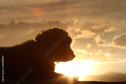 Silueta de perro con el sol al fondo durante el atardecer photo