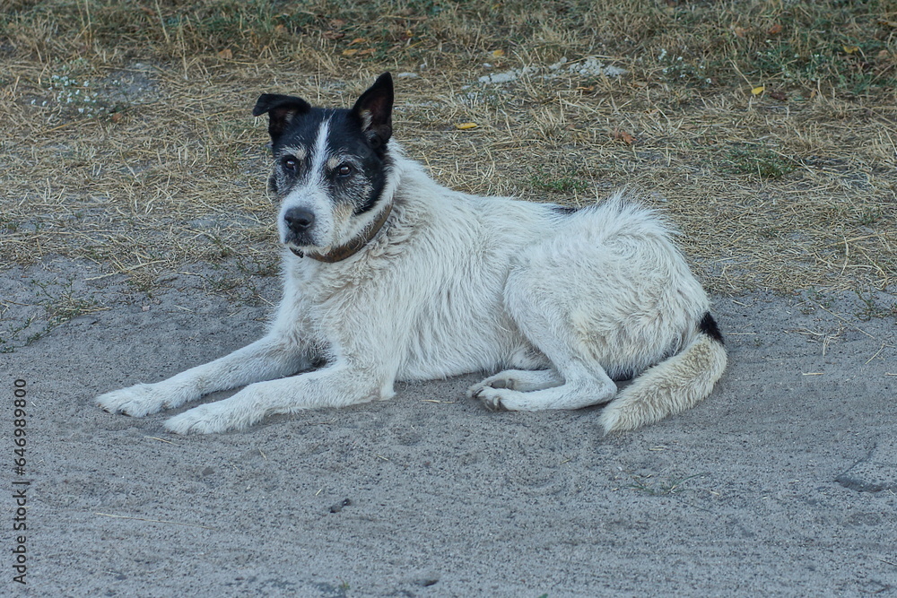 one white large dirty old sad with a black muzzle domestic dog with a brown leather collar lies on the road during the day outdoors