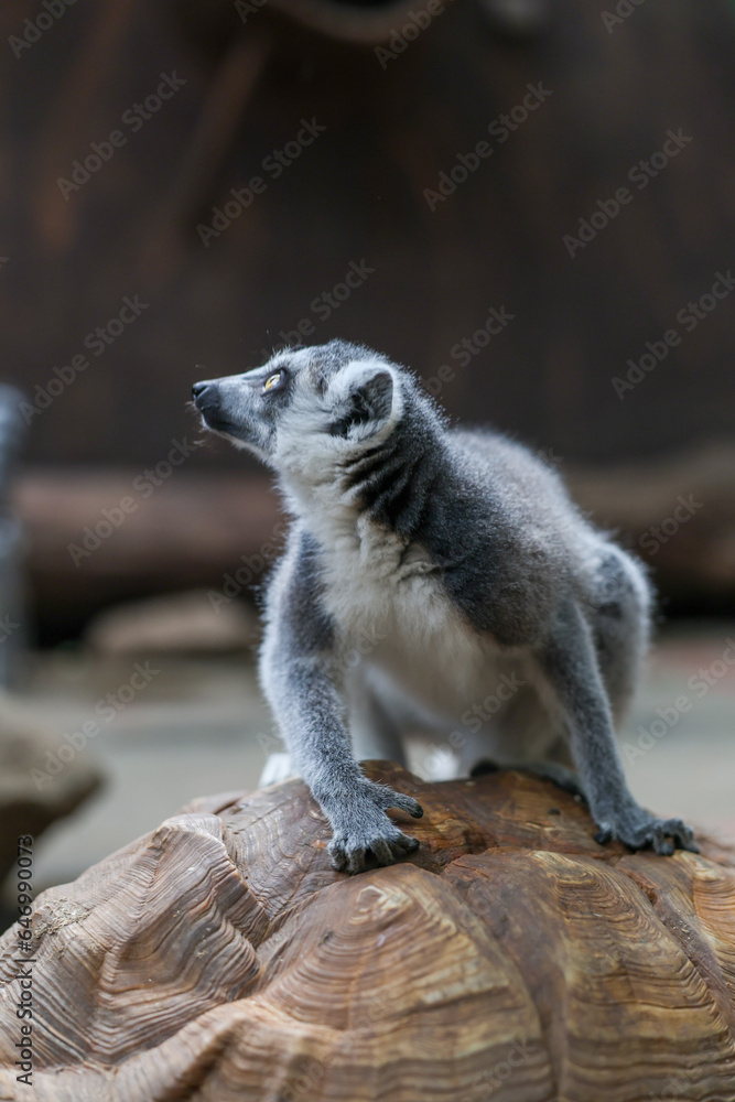 Fototapeta premium ワオキツネザル