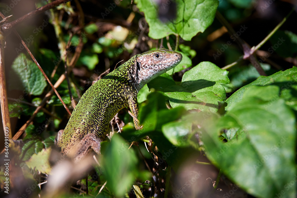 European green lizard in natural habitat (Lacerta viridis) European green lizard in natural habitat (Lacerta viridis)
