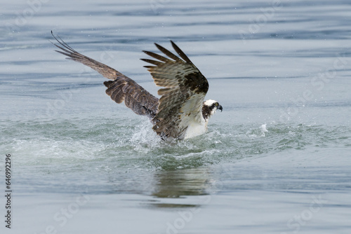 Wild osprey begins to fly out of water with wings raised