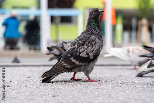 pigeon walking down the street © afloSolfa