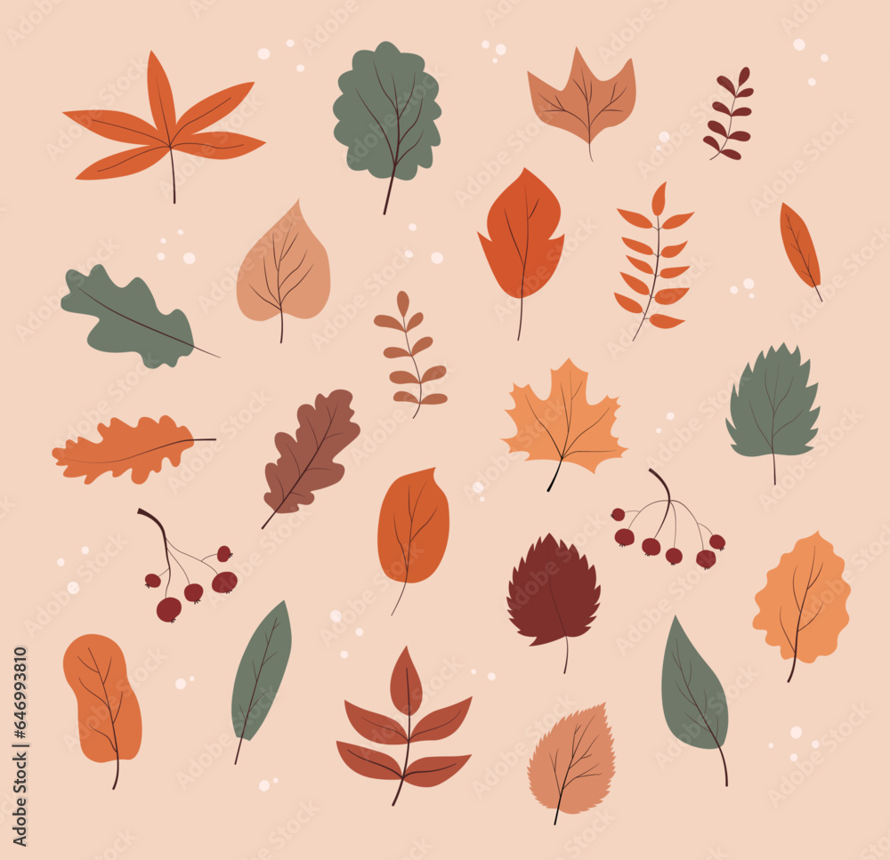 Set of autumn leaves, a pattern of autumn leaves and mountain ash Set of autumn leaves, a pattern of autumn leaves and mountain ash